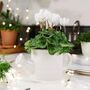 Ceramic Watering Can With Cyclamen Plant Gift, thumbnail 4 of 4