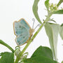 Butterflly Plant Hugger Decorations, thumbnail 3 of 8