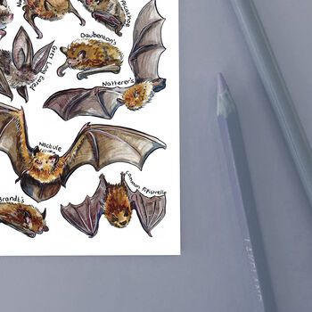 Bats Of Britain Watercolour Postcard, 8 of 8