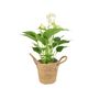 White Anthurium Plant Elegant Flamingo Flower Houseplant, thumbnail 4 of 7