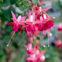 Perennial Fuchsia Paula Jane One Plant In One L Pot, thumbnail 5 of 5