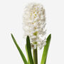 Cream Puff White Hyacinth Fresh Bouquet, thumbnail 2 of 2