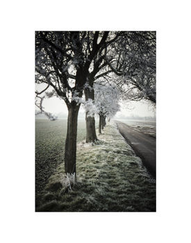 Winter Trees Photographic Art Print, 3 of 4