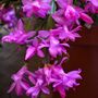 Christmas Cactus Pink 'Exotic Dancer' One X 15cm Pot, thumbnail 5 of 5