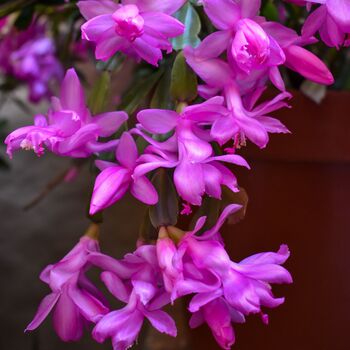 Christmas Cactus Pink 'Exotic Dancer' One X 15cm Pot, 5 of 5