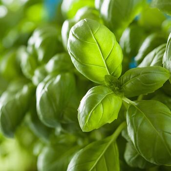 Basil 'Sweet Genovese' Three X 9cm Pots, 6 of 6