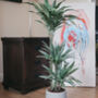 Dracaena 'Warneckii' Large Rare Houseplant, thumbnail 1 of 5