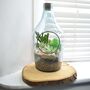 Open Terrarium Kit With Succulent Cactus Plant Gift, thumbnail 1 of 8