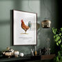 Rhode Island Red Cockerel Bird Print, thumbnail 2 of 6