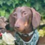 Green Meadow Daisy Dog Collar, thumbnail 4 of 8