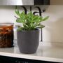 Crassula Money Plant In 12cm Pot – Air Purifying Gift, thumbnail 7 of 7