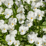 Flowers Pansy 'Pure White' Six X Plant Pack, thumbnail 6 of 6