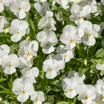 Flowers Pansy 'Pure White' Six X Plant Pack, 6 of 6