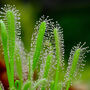 Grow Your Own Carnivorous Houseplant Indoor Garden, thumbnail 5 of 7