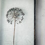Small Antique Pressed Flower Frame Dried Allium, thumbnail 4 of 8