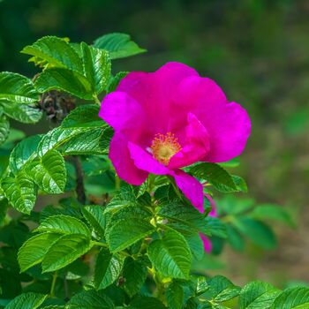 Rose Rosa Rugosa Pink One Plant In Five Litre Pot, 2 of 5