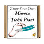 Gardening Gift For Her. Grow Your Own Sensitive Plant, thumbnail 4 of 4