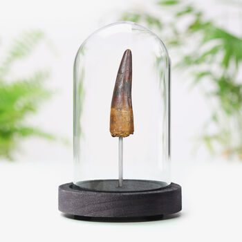 Spinosaurus Tooth Bell Jar Authentic Real Dinosaur Fossil, 2 of 5