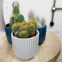 Set Of Three Small Cactus In Pot Pick Your Colour Pots, thumbnail 3 of 9