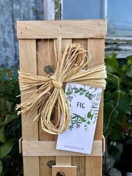 Fig Tree Plant Gift, 3 of 8