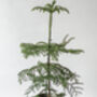 Norfolk Island Pine | Sustainable Christmas Tree, thumbnail 1 of 5