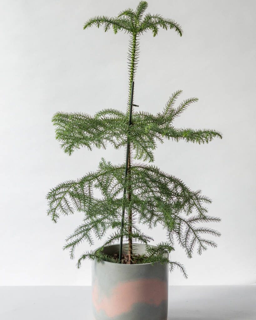 Norfolk Island Pine | Sustainable Christmas Tree, 1 of 5