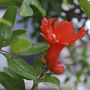 Pomegranate ‘The Tree Of Love’ Gift, thumbnail 2 of 10