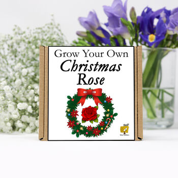 Grow Your Own Christmas Rose. Letterbox Gift, 2 of 4