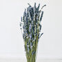 Natural Fragrant Lavender Bunch Dried, thumbnail 1 of 2