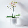 Orla, Glass Planter With Stand, Ideal For Orchids, thumbnail 6 of 10