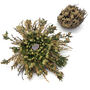 Resurrection Plant With Crystal, thumbnail 2 of 3