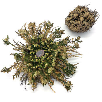 Resurrection Plant With Crystal, 2 of 3