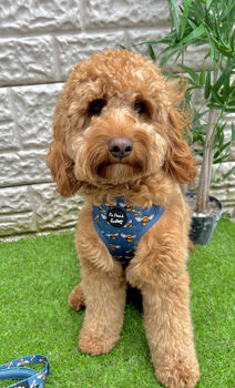 Blue Buzzy Bumble Bee Dog Harness, 6 of 8