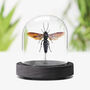 Giant Scoliid Wasp Insect Bug Moth Butterfly Taxidermy Bell Jar Christmas Gift Idea, thumbnail 1 of 4