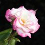 Climbing Rose 'Handel' Bare Rooted Plant, thumbnail 1 of 6