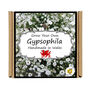 Gardening Gift. Gypsophila Flowers Growing Kit, thumbnail 4 of 4