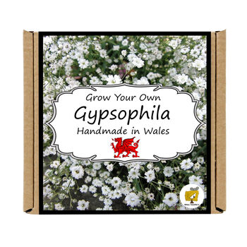 Gardening Gift. Gypsophila Flowers Growing Kit, 4 of 4