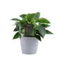 Philodendron White Wave – Indoor Plant 12cm, thumbnail 3 of 5