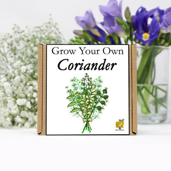 Gardening Gift. Grow Your Own Herbs. Coriander Seeds, 2 of 4