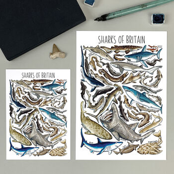 Sharks Of Britain Watercolour Postcard, 2 of 8