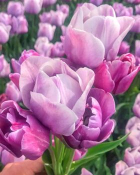 Tulip Blue Heaven 15 Bulbs – Pre Order For Autumn, 3 of 3