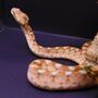 Venomous Snake Show For Two In Bristol, thumbnail 2 of 7