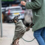 Italian Greyhound Polartec Water Resistant Dog Coat, thumbnail 4 of 4