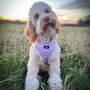 Dog Harness | Rainbows And Butterflies, thumbnail 8 of 8