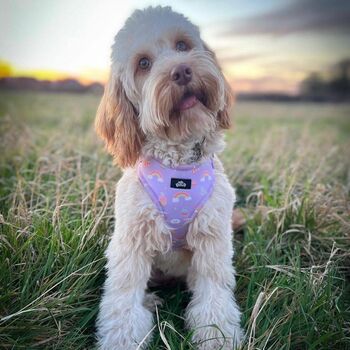 Dog Harness | Rainbows And Butterflies, 8 of 8