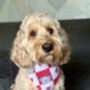 Pink Love Bug Bear Dog Bandana, thumbnail 6 of 8