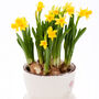Spring Bulbs Daffodils 'Tete A Tete' Six X Bulb Pack, thumbnail 1 of 5