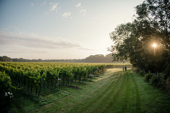 Tour, Tasting And Lunch Experience At A Kent Vineyard For Two, 3 of 12