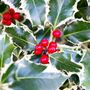 Holly Plants Ilex 'Silver Queen' Two X One Litre Pots, thumbnail 1 of 5