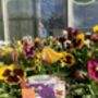 Pansy 'Delta Mix' 20 X Plant Pack, thumbnail 5 of 5